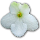 White African Violet from Optimara